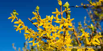 Der Lenz ist da! Am 20. März beginnt der kalendarische Frühling