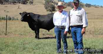 Flemington bulls to $14,500