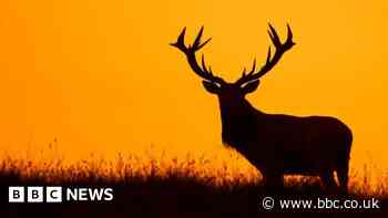 Vote to be held on eradicating all Uist estate's deer