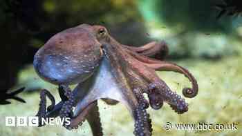 World's first octopus farm proposals alarm scientists