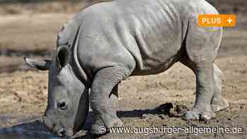 So begeistert Nashorn Nero die Besucher im Zoo