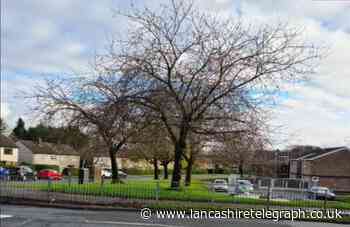 Blackburn: Trees saved as homes on former council estate approved