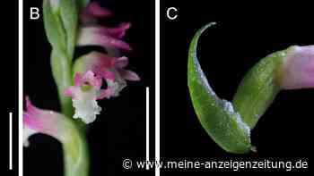 Neue Orchideen-Art in Japan entdeckt