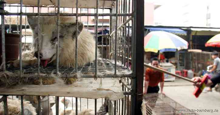 Neue Spur zum Corona-Ursprung: Marderhunde als Überträger?