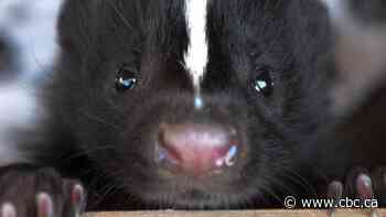 Unwelcome guest raises stink at Winnipeg elementary school