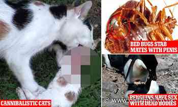 From cannibalistic cats to penguins having sex dead counterparts: Experts reveal animal crimes