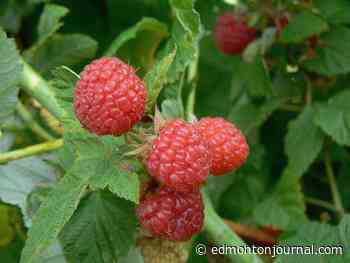 Growing Things: Early spring is the time to split and trim