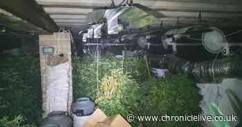 Police dog helps uncover huge underground cannabis farm at Spennymoor allotment