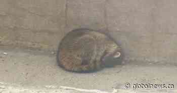 Stranded raccoon saved from Montreal highway overpass