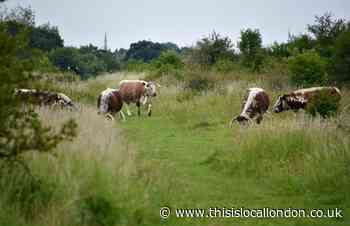 Government grant funding to be sought to help protect Epping Forest
