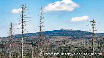 Niedersachsen: Landesforsten wollen 5,5 Millionen Bäume pflanzen