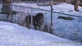 Woman shocked when she sees a lion while walking her dog in Ontario