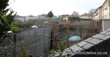 'Large quantity of cannabis' discovered as police search North Shields allotment