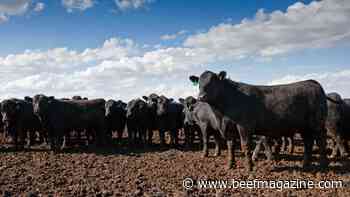 Cattle Contracts Library pilot released