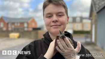Witham boy with 150 snails is educating Essex