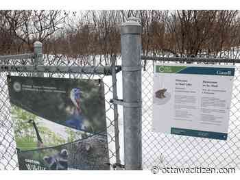 Turkey terror: National Capital Commission closes Mud Lake paths due to aggressive gobblers