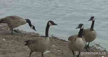 Dead birds found in Brampton being tested for bird flu, city says