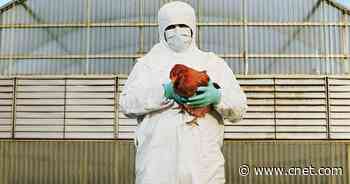 Everything We Know About the Bird Flu     - CNET
