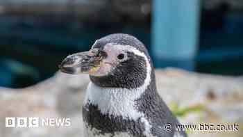 Singapore: The penguins given world-first cataract surgery