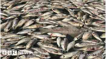 Menindee: Millions of dead fish wash up near Australian town