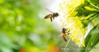 Cotton, bees and the hunt for an R&D breakthrough