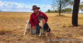 Dog training all about being calm for Alex