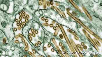 Avian flu suspected to be linked to recent bird deaths in Brampton, Caledon