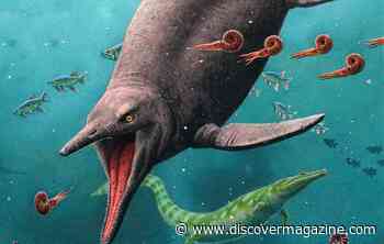 Did a Swimming Lizard Predate the Dinosaurs?