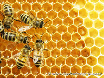 Bees Communicate With Secret Dance Moves