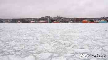 St. John's is on ice: See the city's harbour packed with sea ice for the first time in 6 years