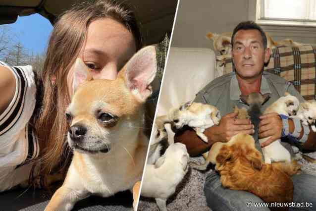 25 chihuahua’s al 8 maanden in asiel door trage gerechtelijke procedures: “Oudste chihuahua’s sterven als er geen uitspraak wordt gedaan”