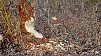 Meine Woche: Klopfen und Knabbern