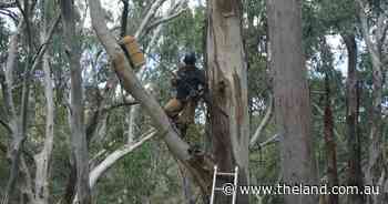 New homes for Squirrel gliders at Bigga