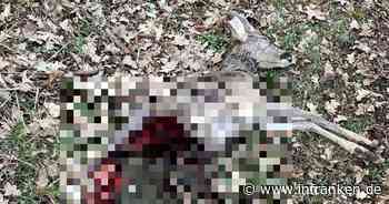 Coburg: Gerissenes Reh entdeckt - von freilaufendem Hund "scheußlich zugerichtet"