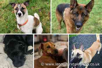 Five potential pets from Pendle Dogs in need of a forever home
