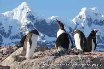 UK charity searching for recruits to count penguins in Antarctica
