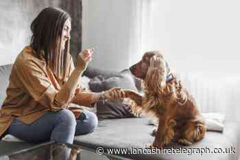 Vet exposes common dog myths every owner should know