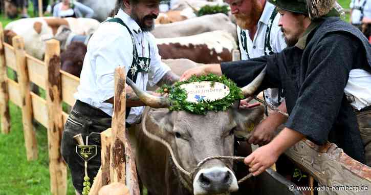 Weltrekord-Versuch im Kuhschellenläuten im Allgäu
