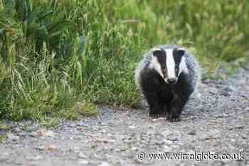 Call for vigilance after reports of badger baiting on Wirral
