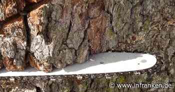 Kreis Kulmbach: Baumfällarbeiten enden tödlich - für 74-Jährigen kommt jede Hilfe zu spät