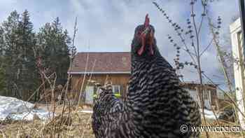 Outlawed chickens: Rural Ontario residents confused by strict bylaws