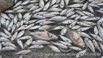 Millionen tote Fische auf Fluss in Australien