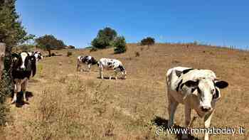 Aziende agricole senza veterinari, il Campidoglio corre ai ripari