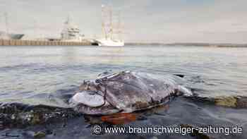 Seltener Fund: Toter Anglerfisch in der Kieler Bucht