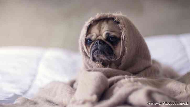 Occhio ai batteri: dalla borraccia alle spugne, ecco i dieci oggetti “insospettabili” più sporchi della tavoletta del wc