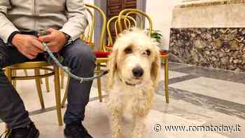 Stop a maltrattamento ed abbandono dei cani: il Campidoglio promuove “il possesso consapevole”