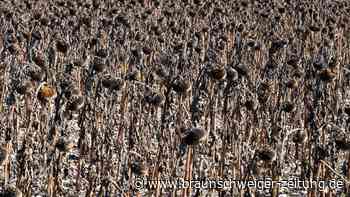 Landwirte in Südfrankreich beten bei Prozession um Regen