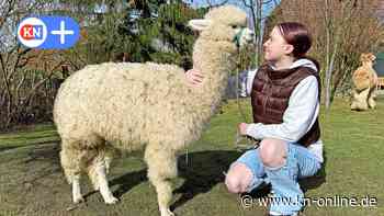 Mecklenburg-Vorpommern: Wie Alpakas Systemsprenger-Kindern aus der Krise helfen