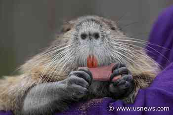Louisiana Works Out Deal for Family to Keep Pet Nutria