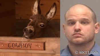 Man shot donkey and left him for dead, Chatham County sheriff says